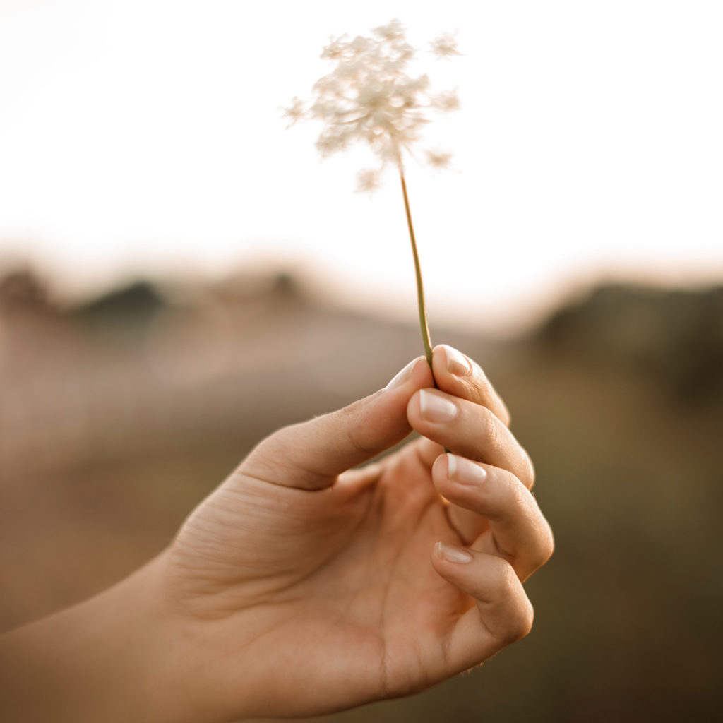 dandelion